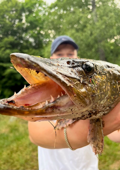 Fisk