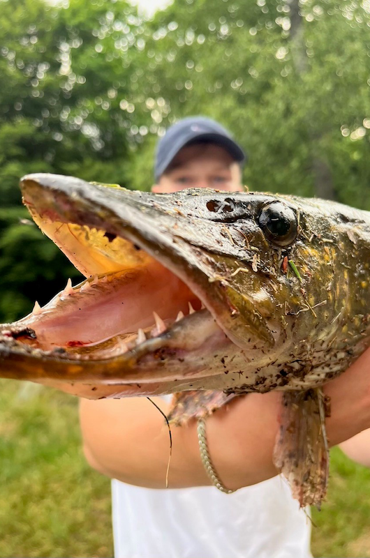 Fisk